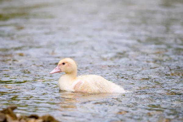 鸭儿在清澈清澈的水里游泳 夏日阳光明媚 — 图库照片