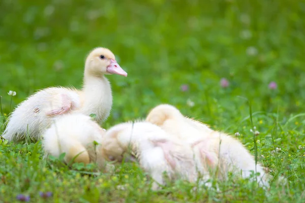 Gaggle Duck Lying Grass — Stock Photo, Image