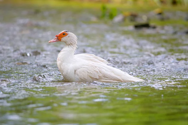 Blick Auf Die Weiße Moskauer Ente Heimische Landwirtschaft — Stockfoto