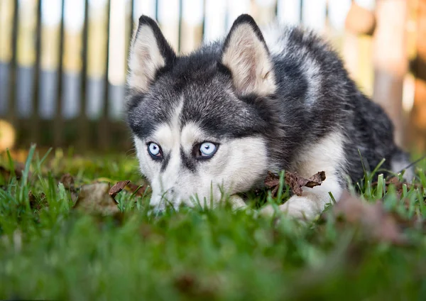 Gyönyörű Szibériai Husky Séta Közelebb — Stock Fotó