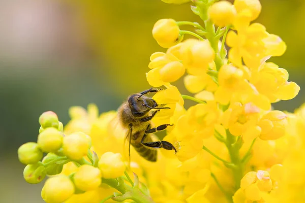 Bee Hovering While Collecting Pollen Hairs Bee Covered Yellow Pollen — Stock Photo, Image