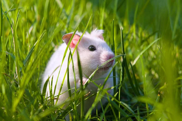 Hamster Putih Halaman Closeup Stok Foto Bebas Royalti