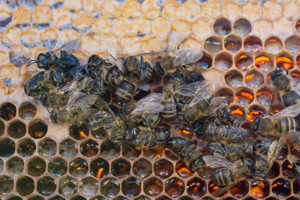 Abeilles Mortes Montrant Nombreux Détails Corps — Photo