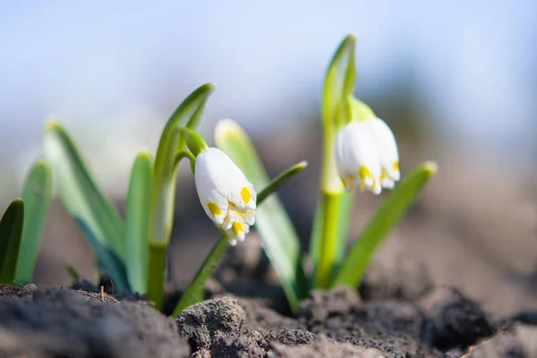 Flores Nieve Primavera Con Sobre Fondo Azul Sol — Foto de Stock