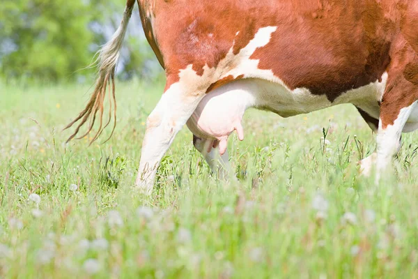 Úbere Vaca Jovem Perto — Fotografia de Stock