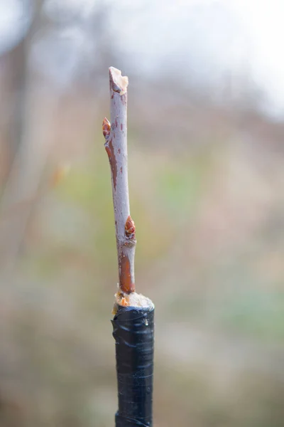 嫁接的苹果树翻新 — 图库照片