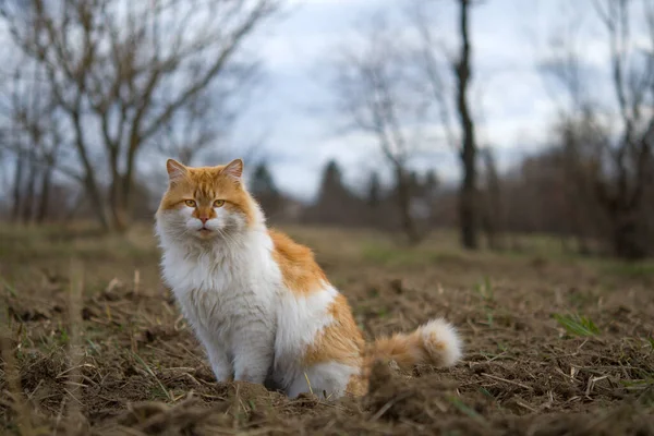 Katt Naturen Utomhus Kattgående — Stockfoto