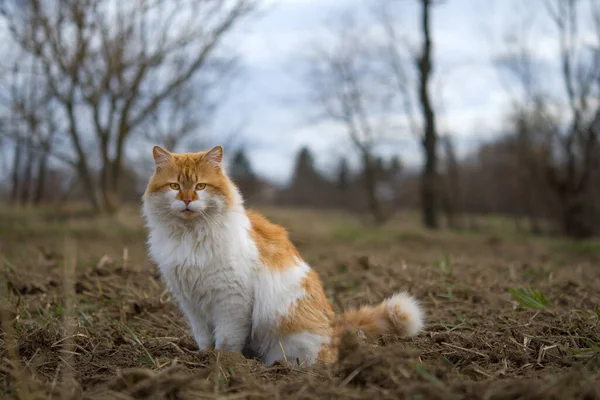 Chat Sur Nature Extérieur Promenade Chat — Photo