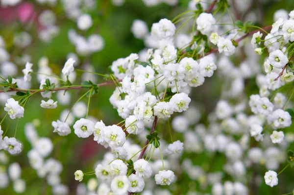 Bahçedeki yasemin çiçeklerine yaklaş