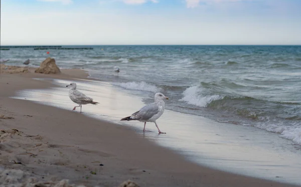 Seagull Beach Baltic Sea Poland —  Fotos de Stock