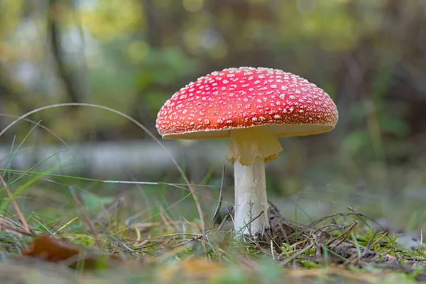 Latać Agaric Jesiennym Lesie — Zdjęcie stockowe