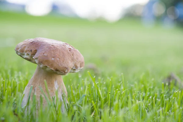 Mushrooms Cut Woods Mushroom Boletus Edilus Popular White Boletus Mushrooms — Stock Photo, Image