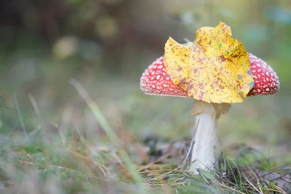 Fly Agaric Autumn Forest — Stock Photo, Image