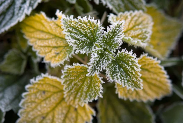 Première Gelée Sur Feuilles Vertes Menthe Ortie Vue Rom Dessus — Photo