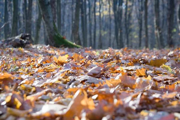 Fallen Leaves Autumn Forest Sunny Weather — Stock Photo, Image
