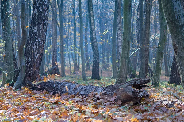 Folhas Caídas Floresta Outono Tempo Ensolarado — Fotografia de Stock