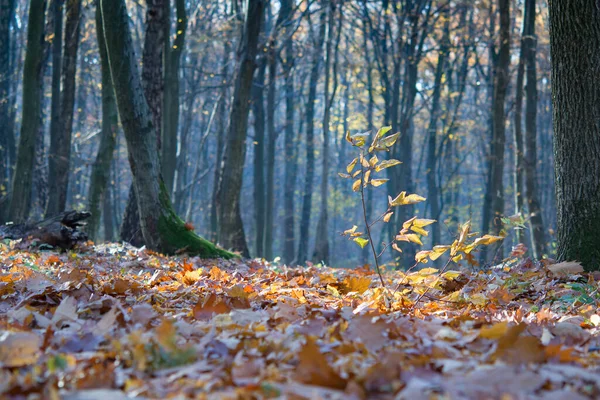 Sonbahar Ormanlarında Düşen Yapraklar Güneşli Havalarda — Stok fotoğraf