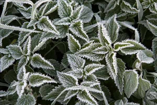 Eerste Vorst Groene Brandnetel Munt Bladeren Uitzicht Vanaf Boven — Stockfoto