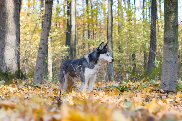 Güzel ve mutlu Sibirya Husky köpeğinin portresi Parlak sonbahar ormanında