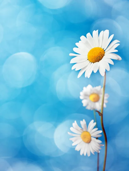 Gänseblümchen — Stockfoto