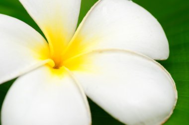 Frangipani