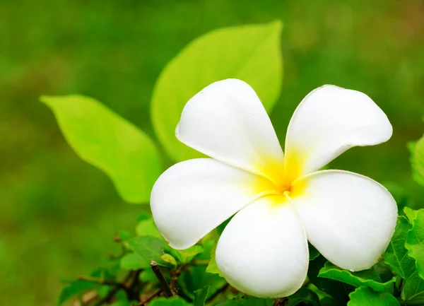 Frangipani — Stock Photo, Image