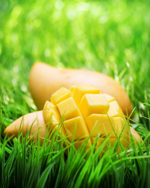 Gele mango op groen gras — Stockfoto