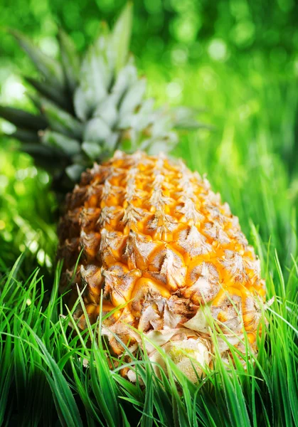 Ripe pineapple on green grass — Stock Photo, Image