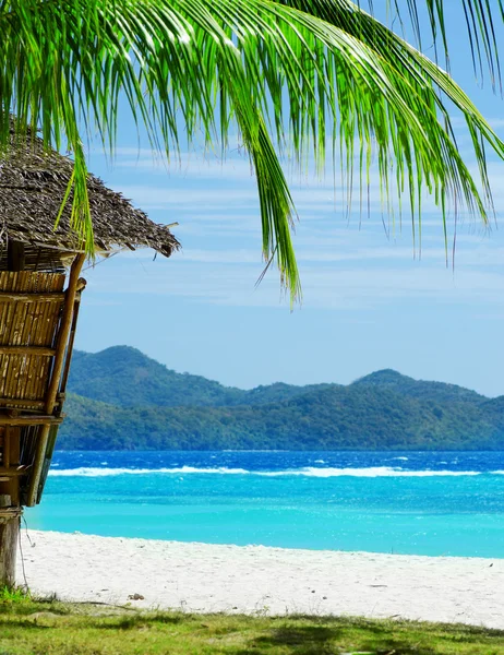 Albero verde sulla spiaggia di sabbia bianca — Foto Stock