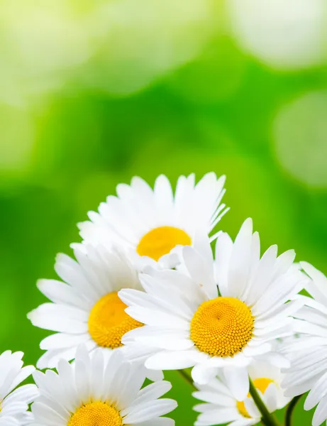 Madeliefjebloemen op groene achtergrond — Stockfoto