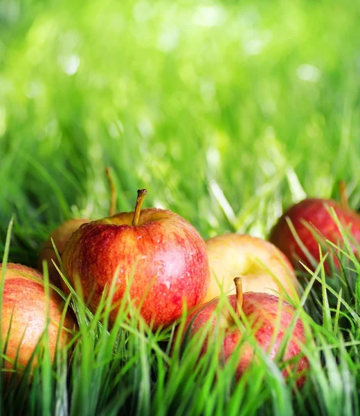 Rode appels op groen gras — Stockfoto