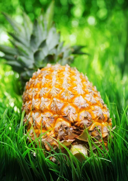 Ripe pineapple on green grass — Stock Photo, Image