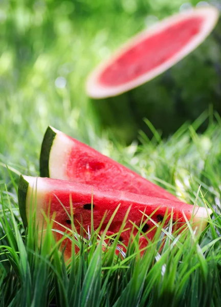 karpuz yeşil çimenlerin üzerinde