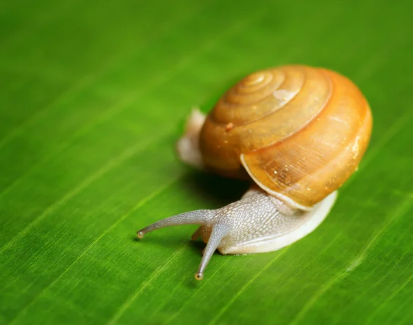 Snail creeps on green leaf. — Stock Photo, Image