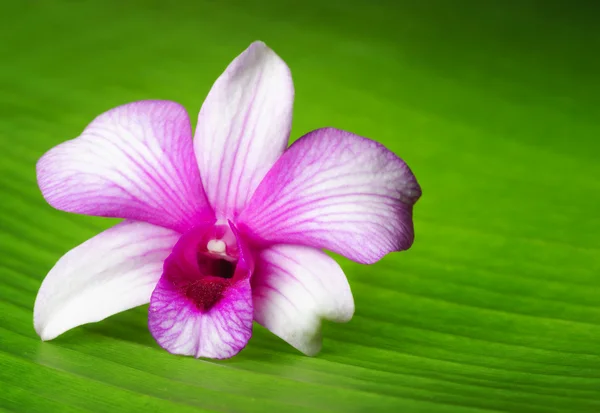 La flor de la orquídea miente en hoja verde — Foto de Stock
