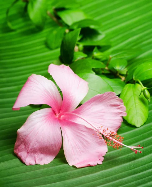 Flor de hibisco na folha verde — Fotografia de Stock