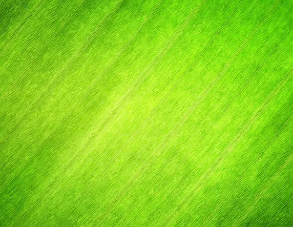 Textur des grünen Blattes. Hintergrund Natur. — Stockfoto