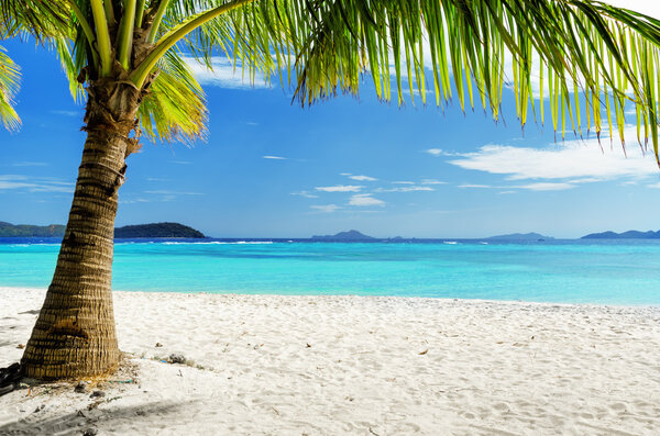 Green tree on white sand beach