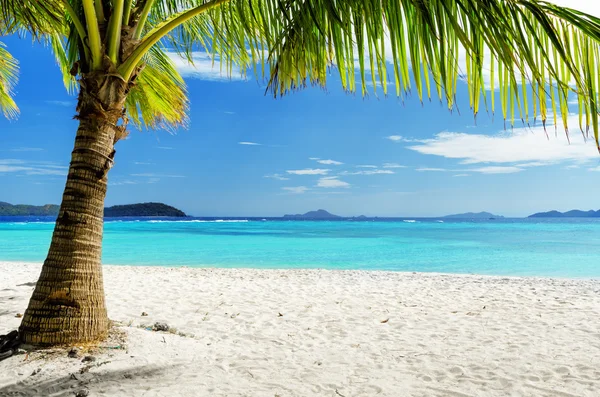 Albero verde sulla spiaggia di sabbia bianca Foto Stock