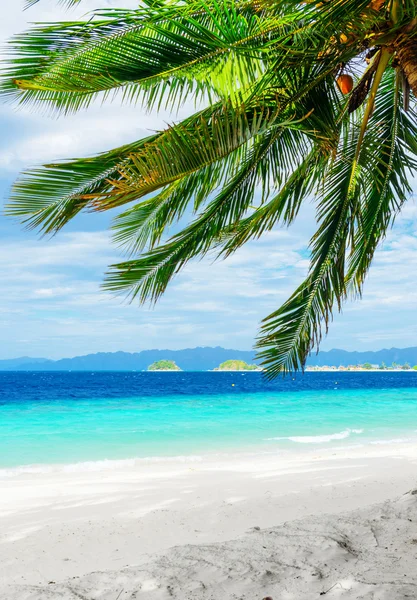 Árbol verde en la playa de arena blanca — Foto de Stock