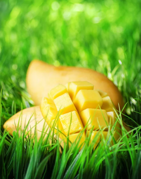 Sárga mangó zöld füvön — Stock Fotó