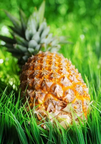 緑の草に熟したパイナップル — ストック写真
