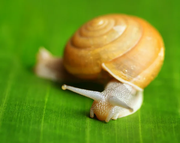 Schnecke kriecht auf grünem Blatt. — Stockfoto