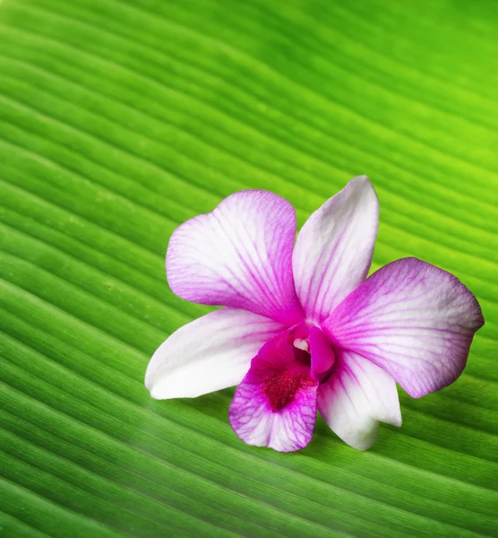 Orchideenblume liegt auf grünem Blatt — Stockfoto