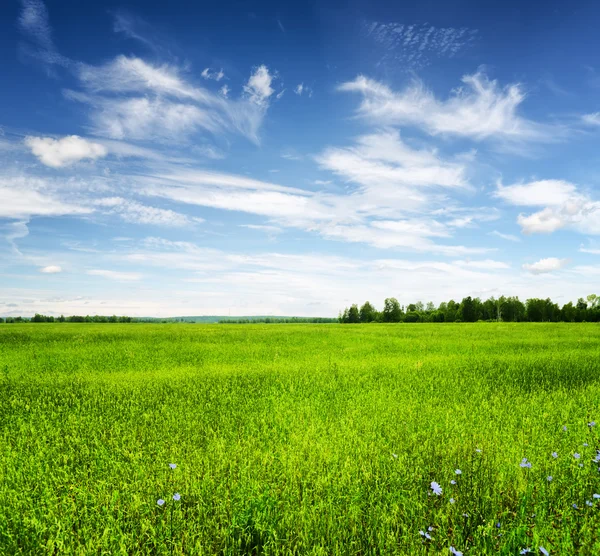 Gröna fältet under den blå himlen. sommar landskap. — Stockfoto