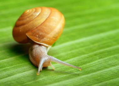Snail creeps on green leaf.