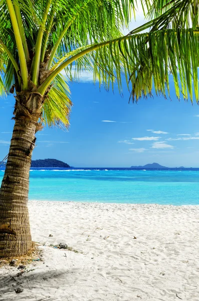 Green tree on white sand beach — Stock Photo, Image