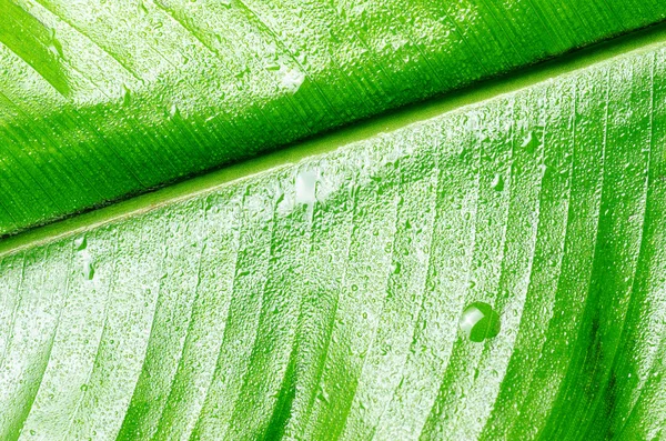 Leaf — Stock Photo, Image