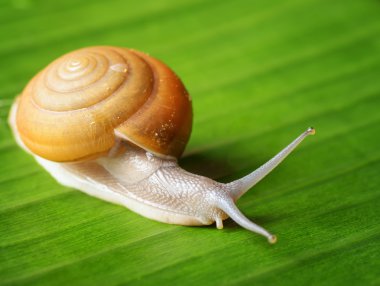 Snail creeps on green leaf.