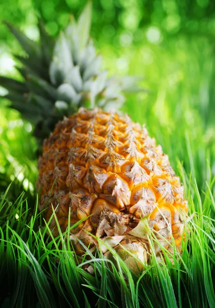Ripe pineapple on green grass — Stock Photo, Image